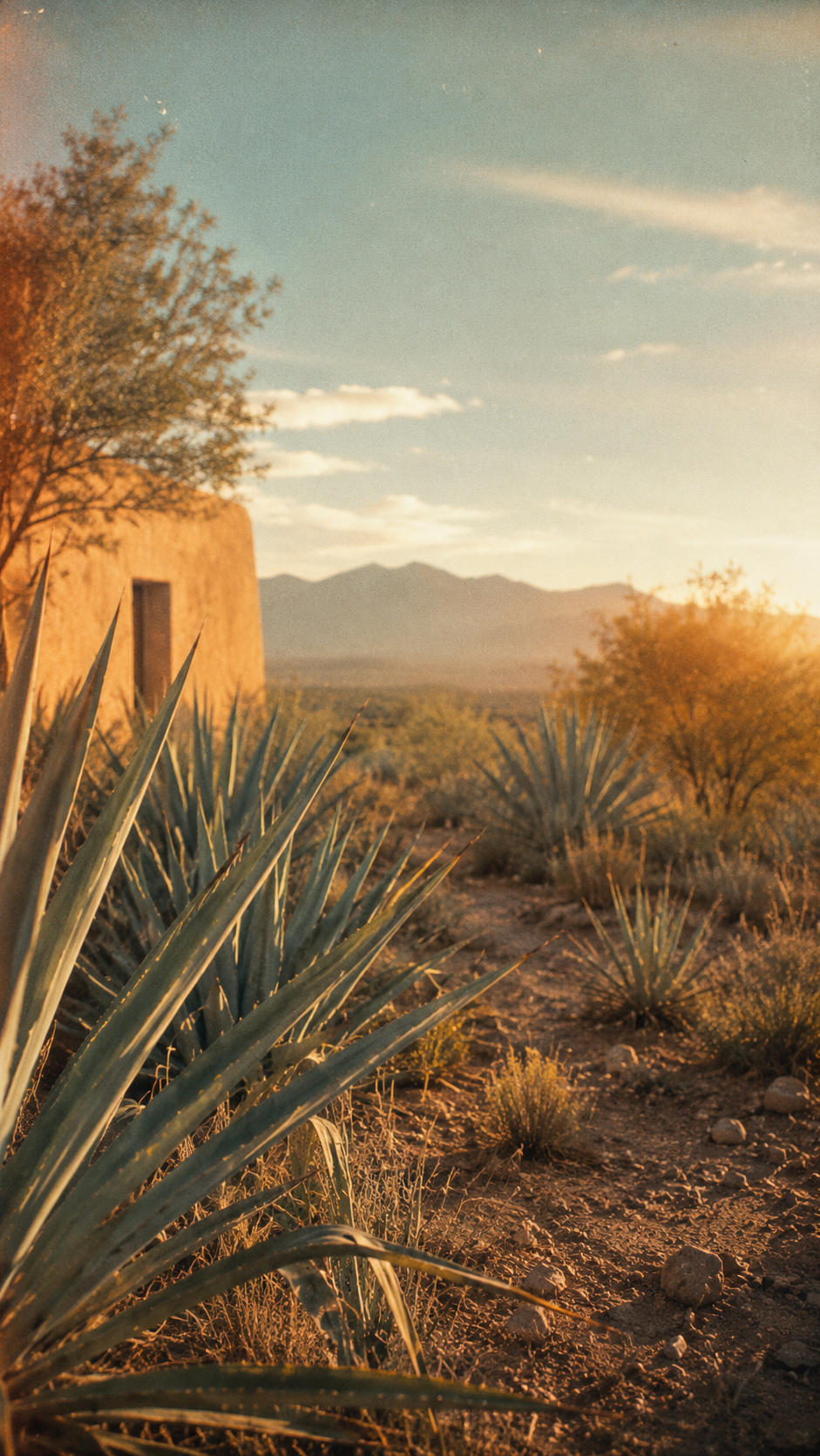 Agave field at El Campo